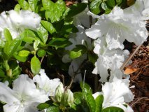 DSCN0048