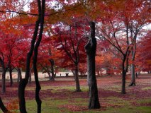 gardenscene