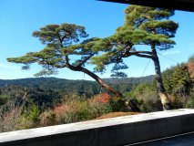 miho-tree