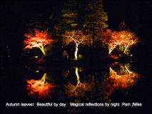 pamnight-2