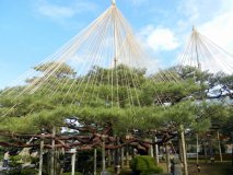 trees