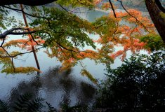 wetleaves