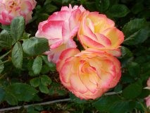 DSCN1739