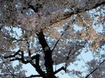 DSCN0044