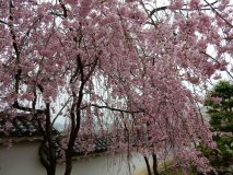 DSCN0323