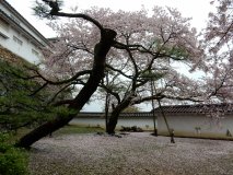 DSCN0334