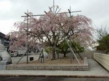 DSCN0401