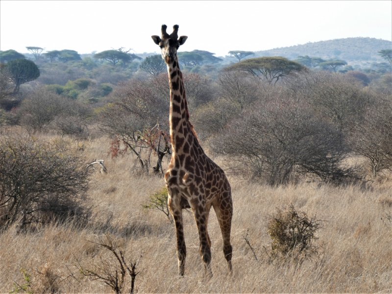 037-Giraffe