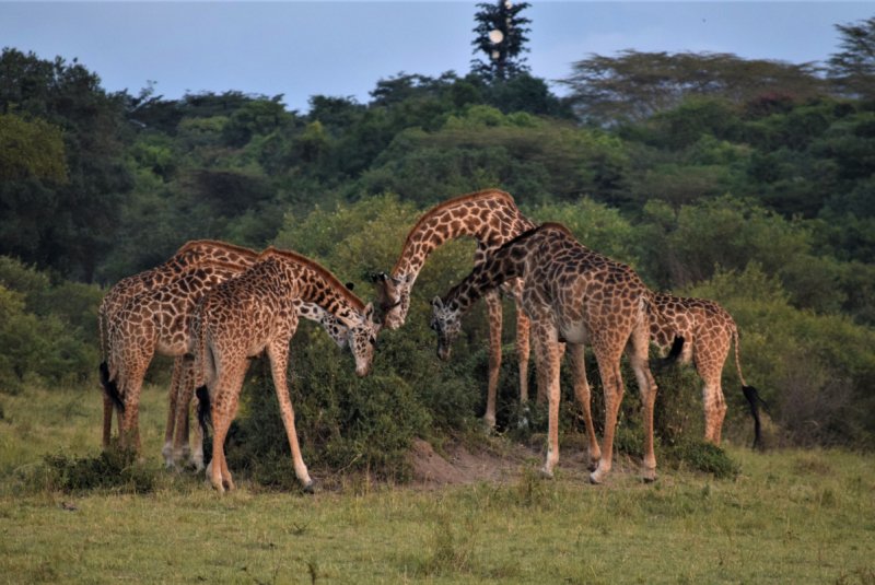 Giraffes