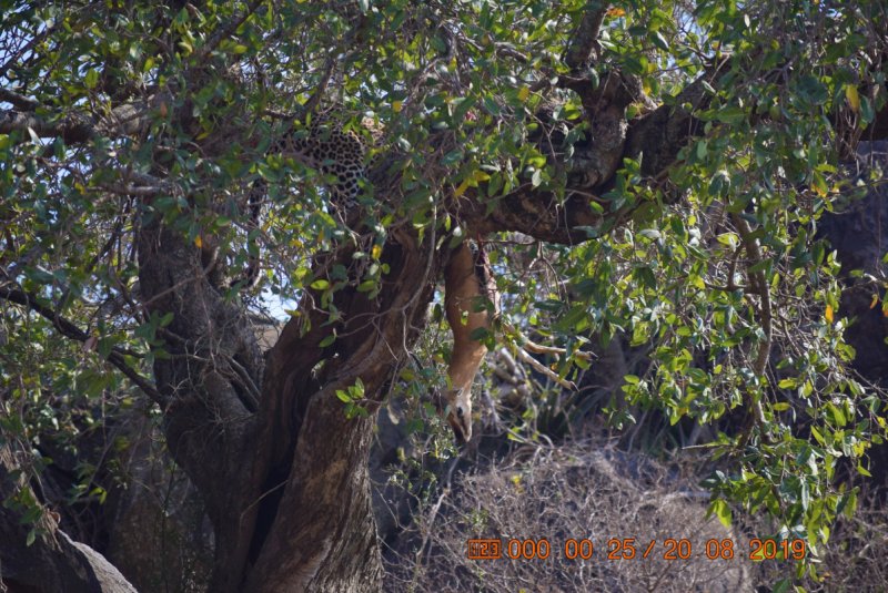 074-Cat-in-tree-with-kill