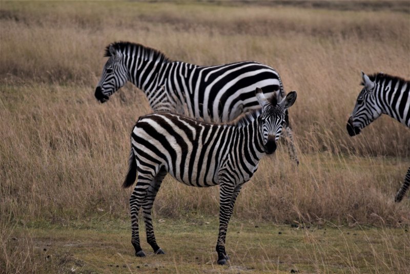 Zebras