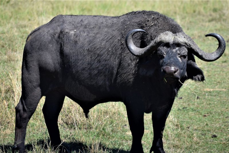 Water-Buffalo