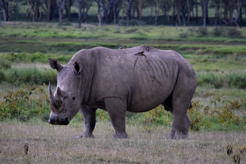 Rhino