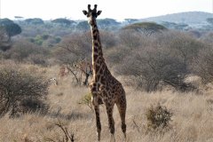 037-Giraffe
