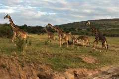 Giraffes