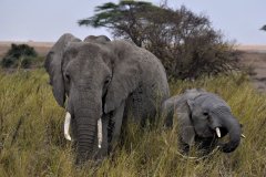 040-Elephants