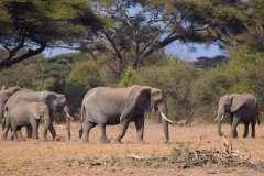 041-Elephants