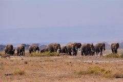 042-Elephants