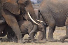 043-Elephants