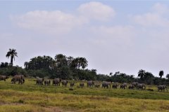 044-Elephants