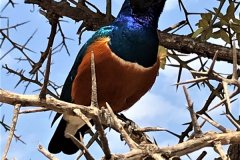 Birdlife