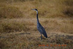 Birdlife
