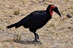 Birdlife