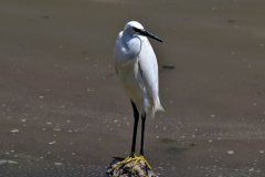 055-Birdlife