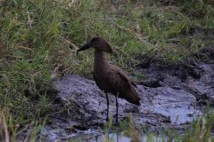 Birdlife