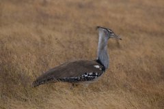 Birdlife