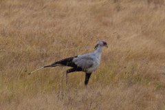 Birdlife