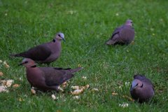 Birdlife