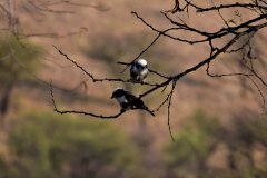 Birdlife