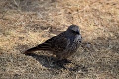 061-Birdlife