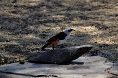 062-Birdlife