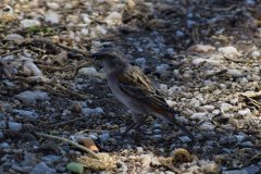 063-Birdlife