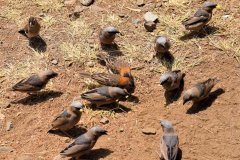 064-Birdlife