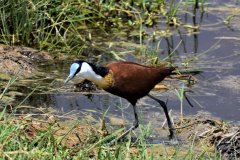 065-Birdlife