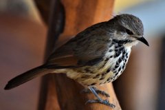 066-Birdlife