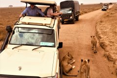 Cats-near-vehicles