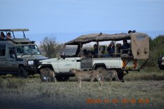 Cats-near-vehicles