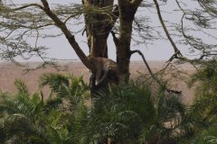 076-Cat-in-the-tree