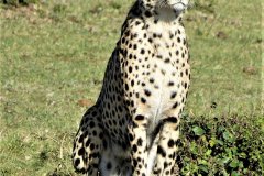 Leoard