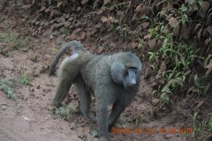 Monkey