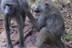 082-Monkeys