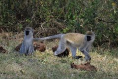 Monkeys