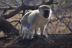 Monkey