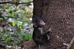 085-Monkey