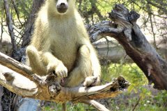 086-Monkey