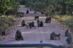 087-Monkeys